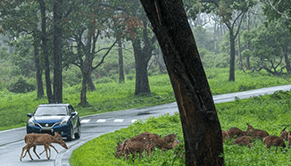 Masinagudi Tour Package Smart Holidays