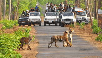 Mudumalai tour package with wildlife safari by Smart Holiday Travels