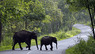 Wayanad Tour Package latest price