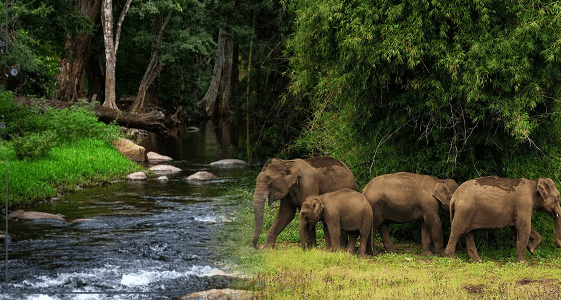 Exploring Chinnar Wildlife Sanctuary: A Hidden Gem in Kerala