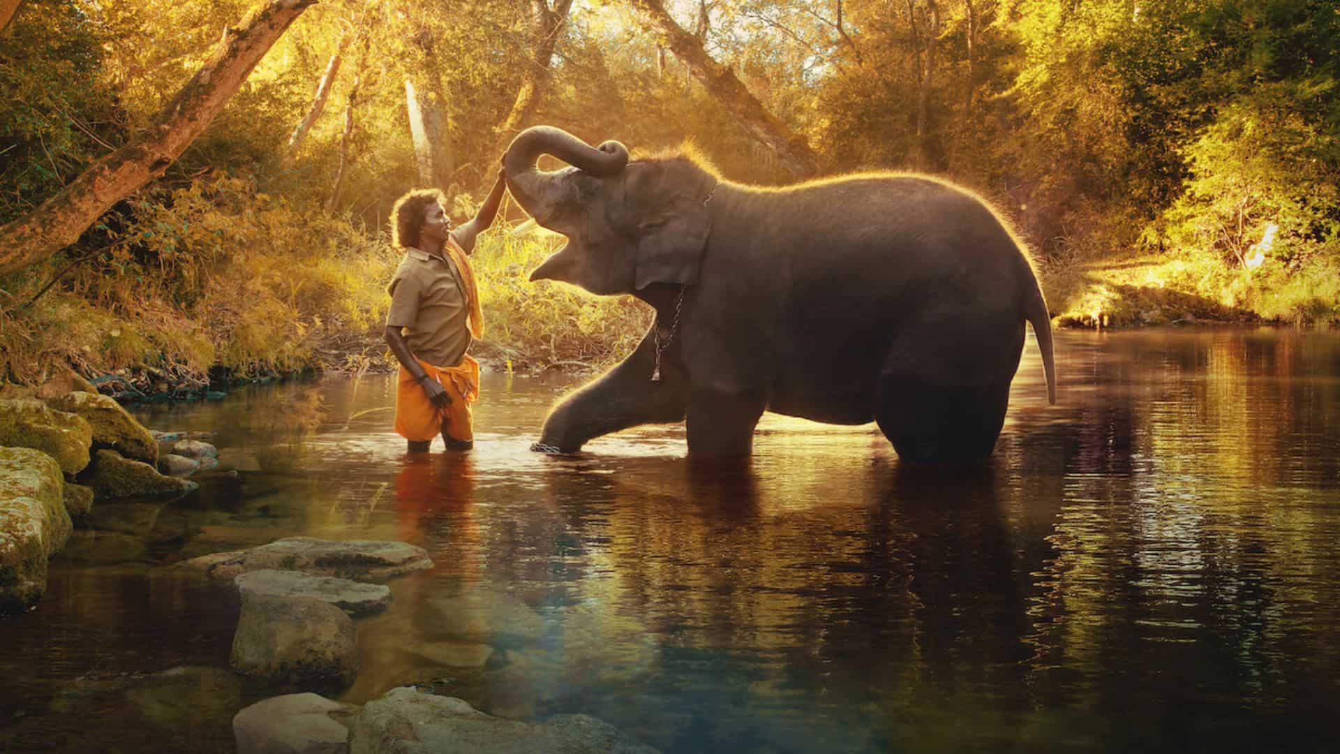 Why Mudumalai is Famous: Complete Guide to the Tiger Reserve, Elephant Camp & Safari 2025
