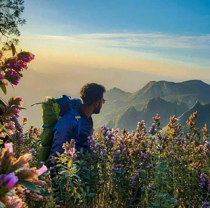 Neelakurinji 2025 Bloom