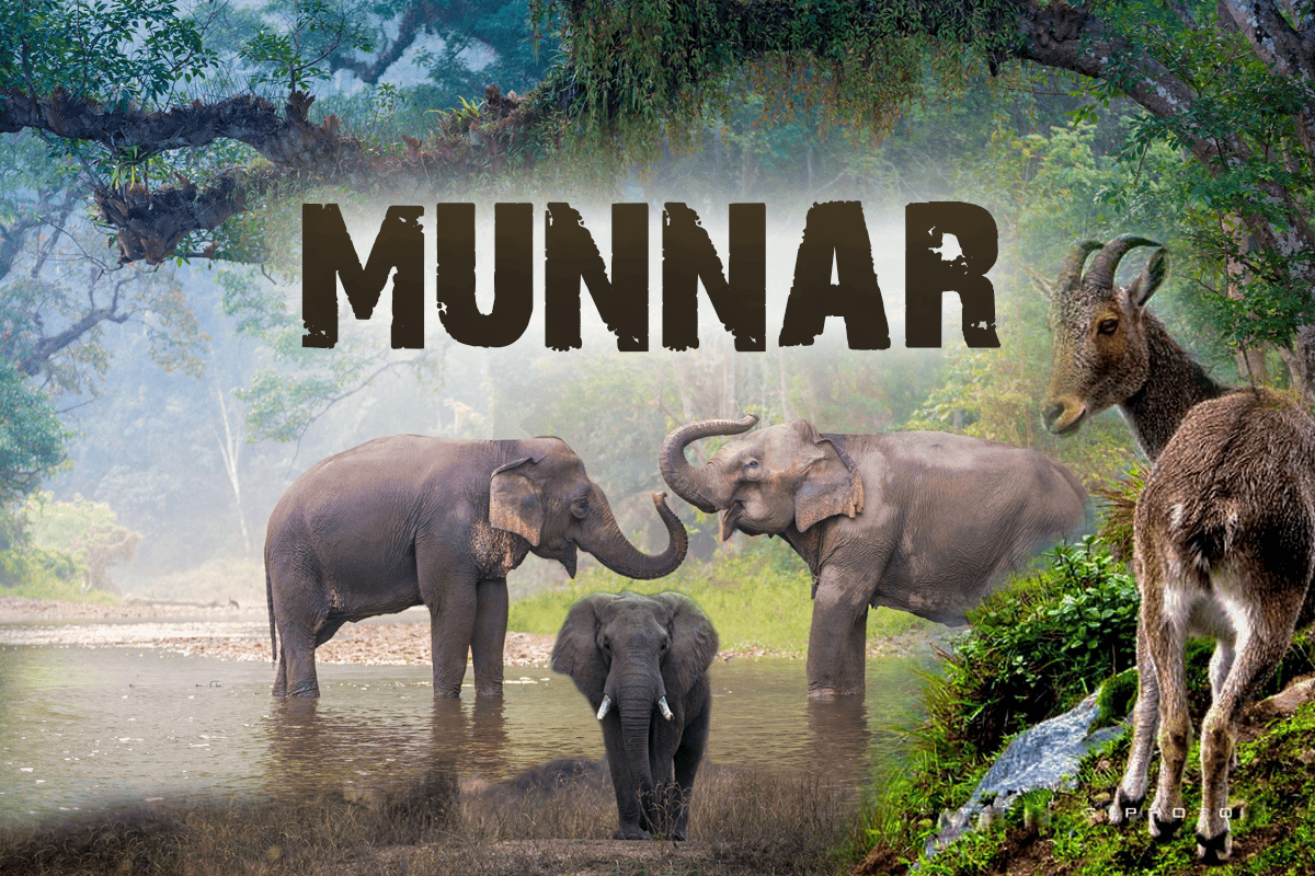 How to Plan and Explore the Best of Munnar in Two Days