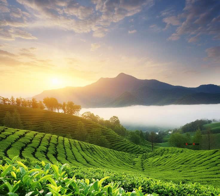 Romantic Escapes in Coimbatore: Ooty vs. Munnar for Couples